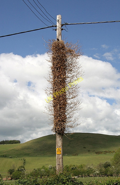 Photo 6"x4" A power line pole at Kirknewton Kirknewton\/NT9130 c2011