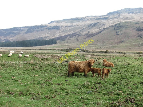 Photo 6"x4" Highland cattle in Glen Forsa Beinn nan Lus\/NM5940 c2011