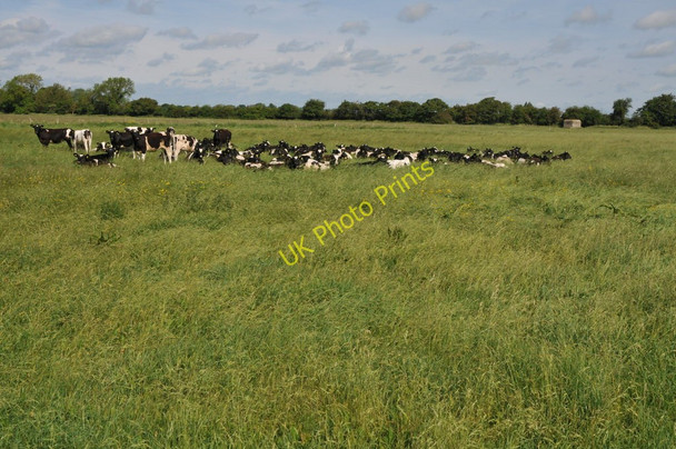 Photo 6"x4" Cattle in a meadow near Kelmscott Eaton Hastings c2011