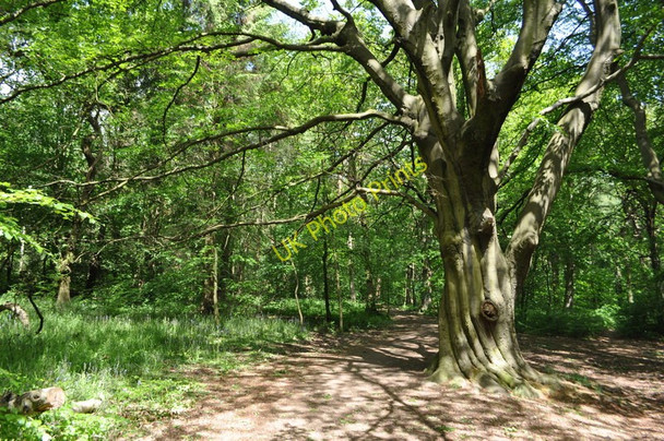 Photo 6"x4" Ecclesall Wood Abbeydale\/SK3282 c2011