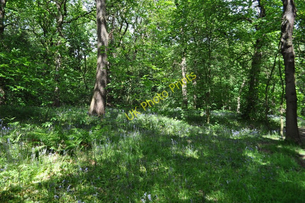 Photo 6"x4" Ecclesall Wood Abbeydale\/SK3282 c2011 P1