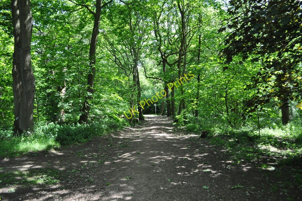 Photo 6"x4" Ecclesall Woods Abbeydale\/SK3282 c2011