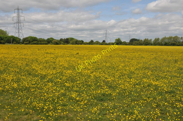 Photo 6"x4" Field of buttercups Radcot c2011