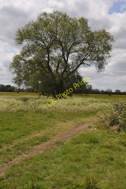 Photo 6"x4" Tree beside the Thames Path Buckland Marsh c2011