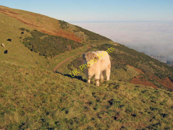 Photo 6"x4" Cattle on the Malvern Hills Great Malvern c2010