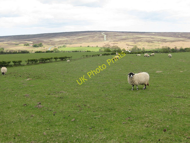 Photo 6"x4" Moorland pastures Goathland c2011