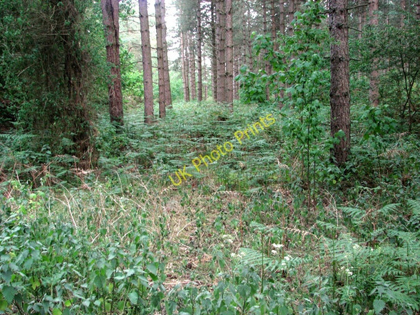 Photo 6"x4" East Suffolk line through Waveney Forest - towards St Olaves Fritton\/TG4600 c2011