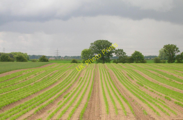 Photo 6"x4" Farmland south of Hatfield Lane Dunsville c2011