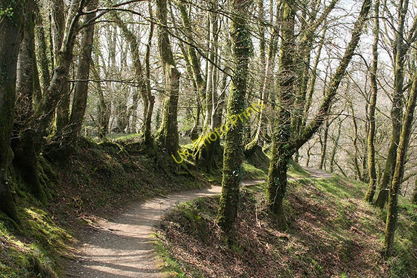 Photo 6"x4" Lydford: above Lydford Gorge 2 Lydford c2008