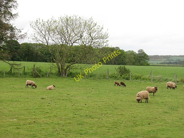 Photo 6"x4" Sheep, Crossgates Peat Inn c2011
