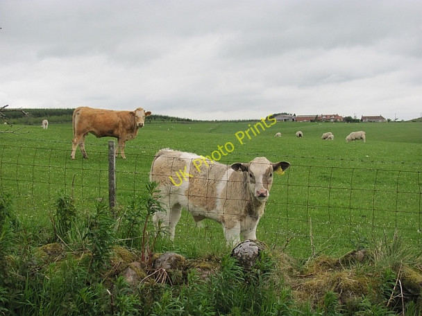 Photo 6"x4" Cow and calf, Largoward Largoward c2011