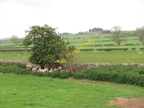 Photo 6"x4" Sheltering lambs South Charlton c2011