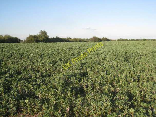Photo 6"x4" Bean field and the motorway Hatfield Chase c2011