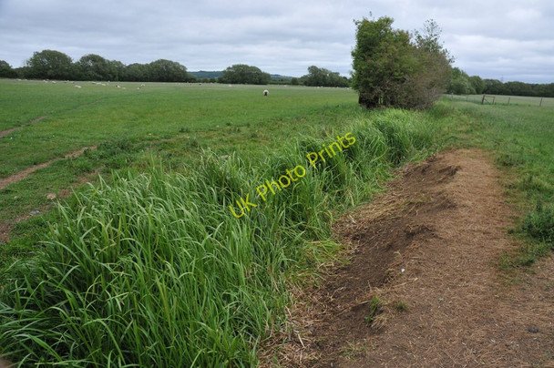 Photo 6"x4" Ditch through meadowland West End\/SP4204 c2011