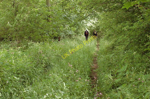 Photo 6"x4" Overgrown track near Preston Hall Pathhead\/NT3964 c2011