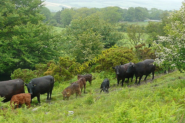 Photo 6"x4" Cattle on the bridleway Meldon\/SX5592 c2011
