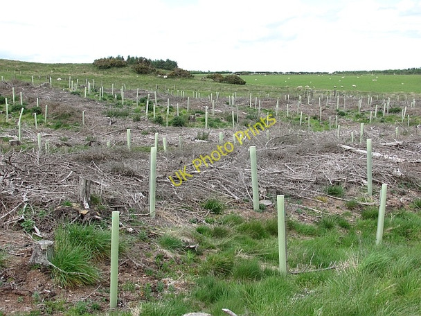 Photo 6"x4" Replanted woodland, Doddington North Moor Lowick\/NU0139 c2011