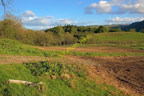 Photo 6"x4" Field within Cluan Wood Dunira c2011