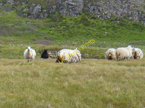 Photo 6"x4" Feral sheep on Harlosh Island Ardmore\/NG2841 c2011