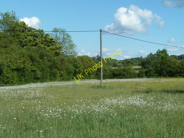 Photo 6"x4" Meadow by Bradley Lane Common Side\/SK3375 c2011