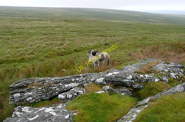 Photo 6"x4" Ponies at Green Tor Shortacombe\/SX5286 c2011