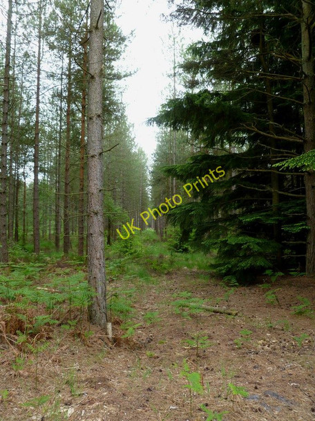 Photo 6"x4" Ashley Heath, plantation Ashley Heath\/SU1104 c2011