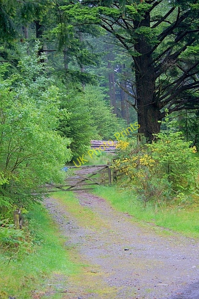 Photo 6"x4" Forestry Access Below Smaithwaite Banks Legburthwaite c2011