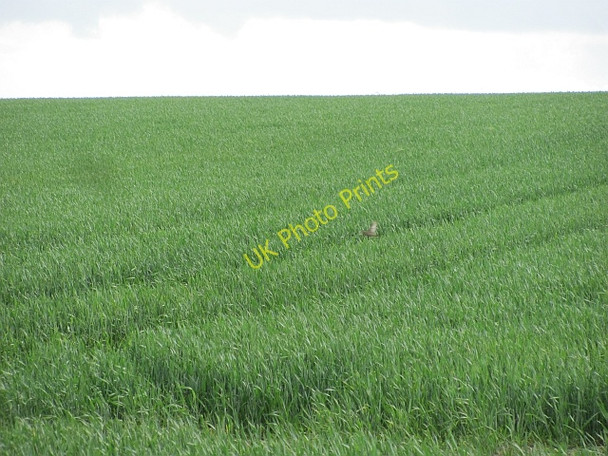 Photo 6"x4" Arable land, Bar Moor Lowick\/NU0139 c2011