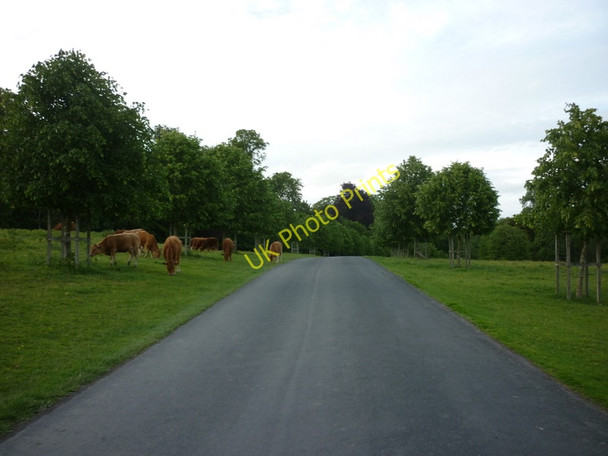 Photo 6"x4" The driveway to Moor Park School Batchcott c2011