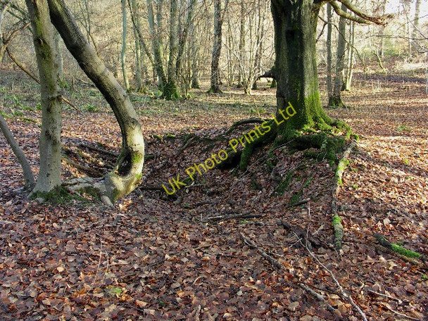 Photo 6"x4" Remains of Sawpit, Bottom Wood Studley Green\/SU7995 c2006
