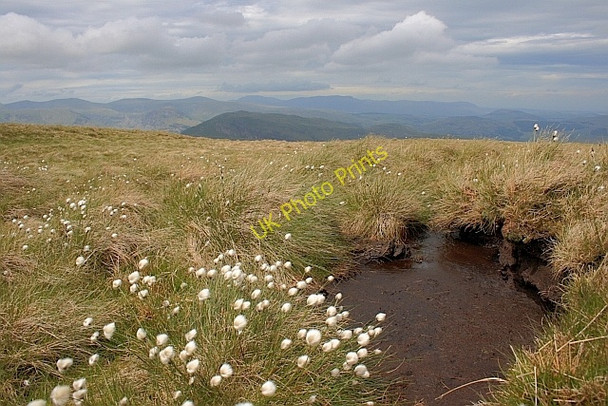 Photo 6"x4" Cottongrass and Peat Grough Hartsop c2011