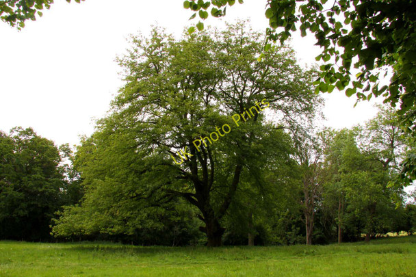Photo 6"x4" A tree in The Spinney on Shotover Blenheim\/SP5705 c2011