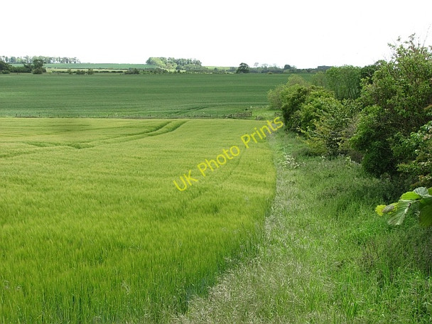 Photo 6"x4" Barley at Bowsden Bowsden c2011