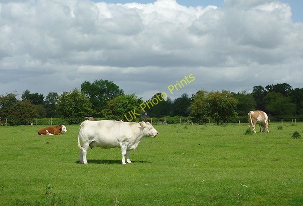 Photo 6"x4" Grazing near Sandon, Staffordshire Sandon\/SJ9429 c2011