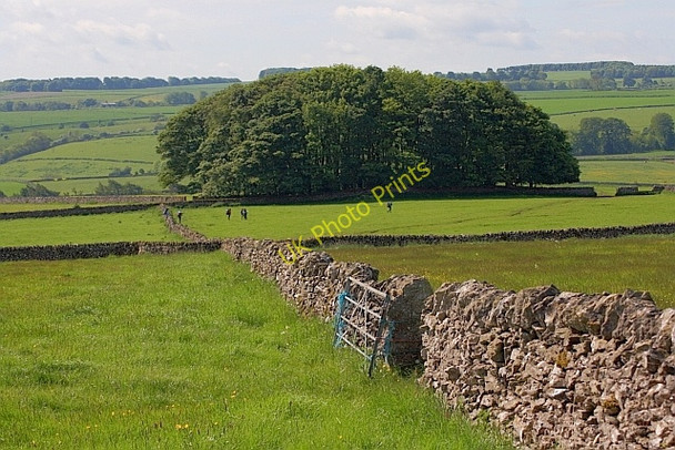 Photo 6"x4" Copse, Ringham Low Monyash c2011