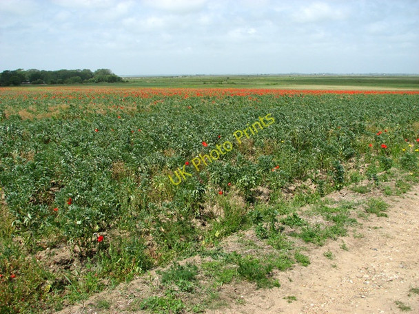 Photo 6"x4" View across fields above Burgh Castle Marshes Bradwell\/TG5004 c2011