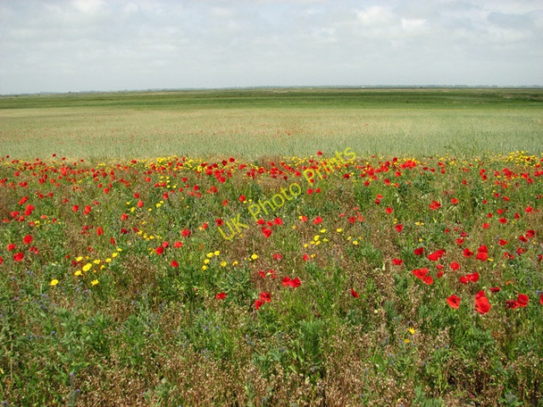 Photo 6"x4" Poppies in field above Burgh Castle Marshes Bradwell\/TG5004 c2011