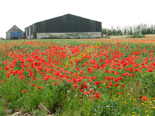 Photo 6"x4" A sea of poppies by Eastles Farm, Burgh Castle Great Yarmouth c2011
