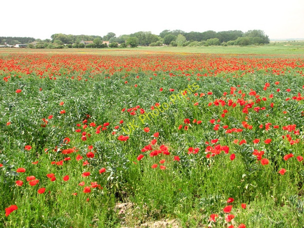 Photo 6"x4" A field of poppies north of Market Road, Belton Bradwell\/TG5004 c2011