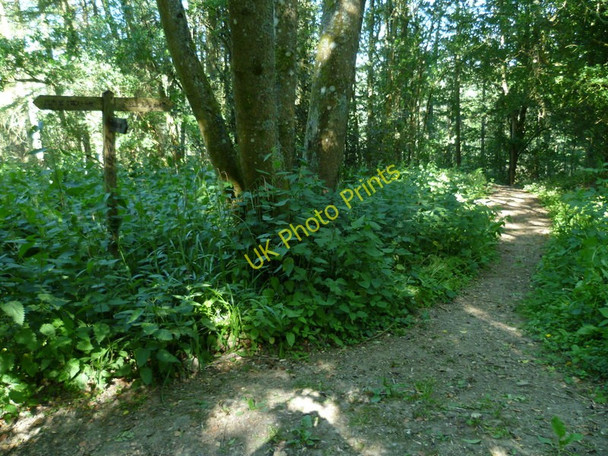 Photo 6"x4" Bridleway junction in woodland near Ardingly Showground Ardingly c2011