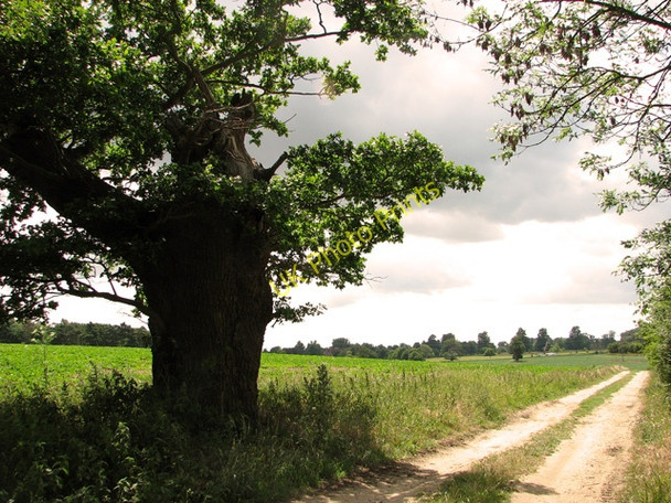 Photo 6"x4" Ancient oak beside footpath south of Botany Lane, Little Glemham Statford St Andrew c2011