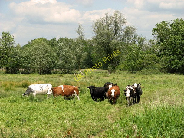 Photo 6"x4" Cattle in pasture beside the River Alde, Sweffling Rendham c2011
