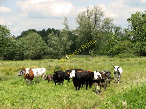 Photo 6"x4" Cattle in pasture beside the River Alde, Sweffling Rendham c2011 P1