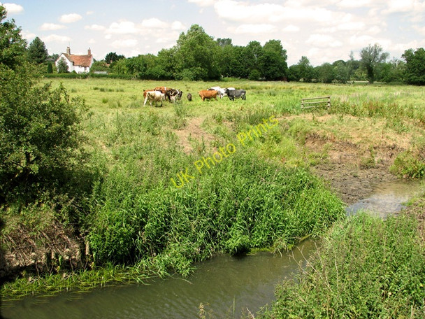 Photo 6"x4" Cattle in pasture beside the River Alde, Sweffling Rendham c2011 P2