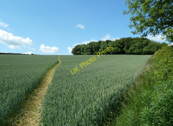 Photo 6"x4" Wheat field with footpath rising to Harehill Wood Hardstoft c2011