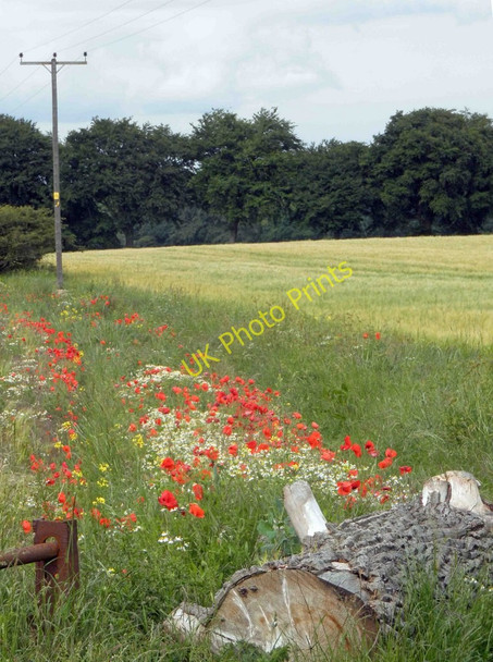 Photo 6"x4" Poppies and power lines Grimethorpe c2011