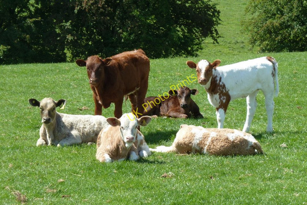 Photo 6"x4" Young cattle group photo Common End\/SK4364 c2011