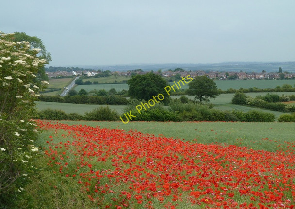 Photo 6"x4" Poppies by the B6052 to Eckington Middle Handley c2011