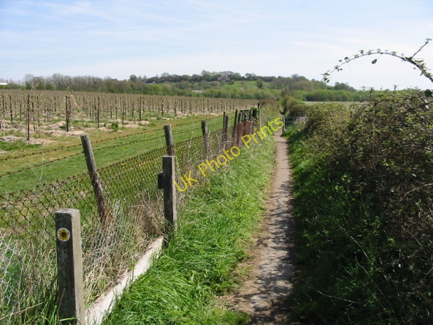 Photo 6"x4" View along the Stour Valley Walk Canterbury\/TR1457 c2008