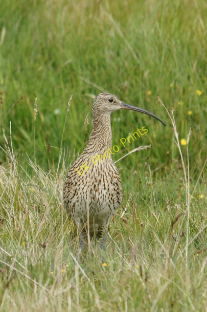 Photo 6"x4" Curlew (Numenius arquata), Northdale Bothen c2011